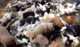 巴厘岛印尼人爆料视频,揭秘当地真实生活与风俗