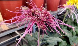 秋菊在线观看手机,穿越时空的乡村传奇