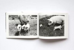 jipapa在线观看,不容错过的精彩瞬间