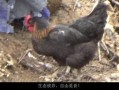 扒爷爆料散养鸡视频播放,散养鸡养殖过程大曝光，视频播放引发热议