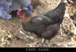 扒爷爆料散养鸡视频播放,散养鸡养殖过程大曝光，视频播放引发热议