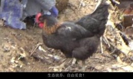 扒爷爆料散养鸡视频播放,散养鸡养殖过程大曝光，视频播放引发热议