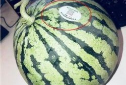 甘谷网红吃瓜,揭秘当地美食背后的故事