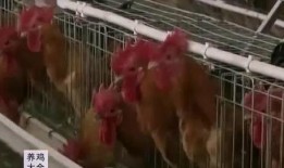 扒爷爆料散养鸡视频播放,散养鸡养殖过程大曝光，视频播放引发热议