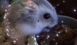 蛋仔仓鼠米仔爆料视频,米仔爆料视频深度解析