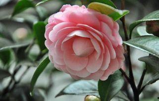 娱乐吃瓜酱洋桔梗,揭秘明星背后的花絮故事