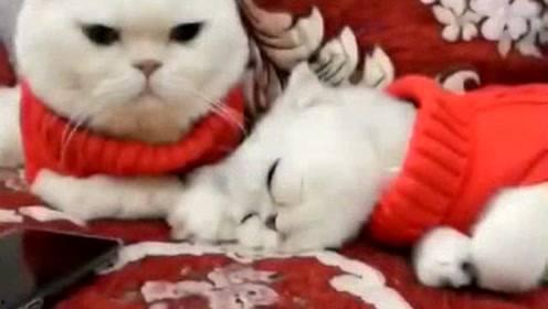 娱乐吃瓜君和刘二豆,揭秘娱乐圈背后的趣味故事